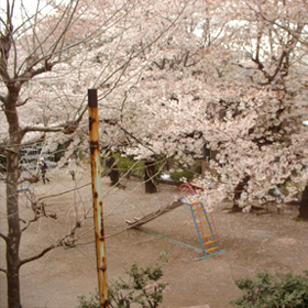 本町　桜