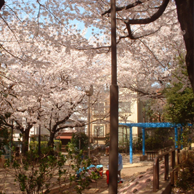 本町　桜